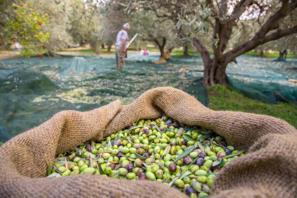 aceitunas frescas cosechadas en sacos en un campo de creta, grecia para la producción de aceite de oliva, utilizando redes verdes. - chess field fotografías e imágenes de stock