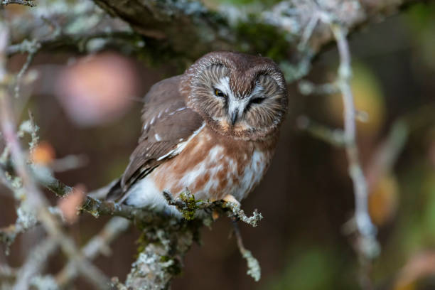 istock Northern saw whet owl 1187004754