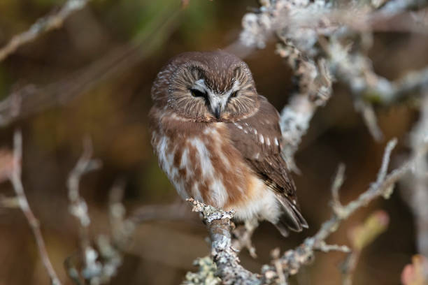 istock Northern saw whet owl 1187004804