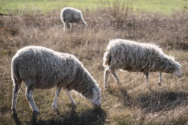 istock Domestic sheep grazing in a field 1187004895