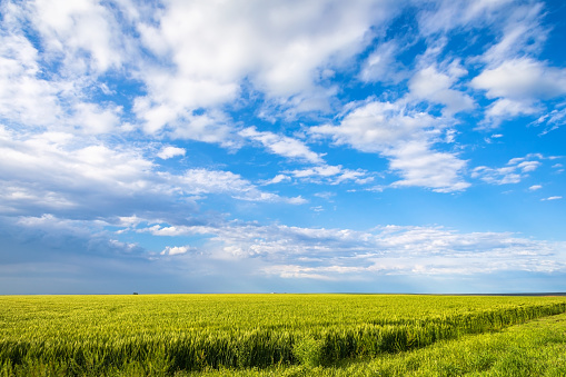 Farm field on a sunny day with idyllic blue sky and clouds in the background.