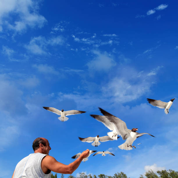 istock man feeding flock of flying seagulls 1187006166