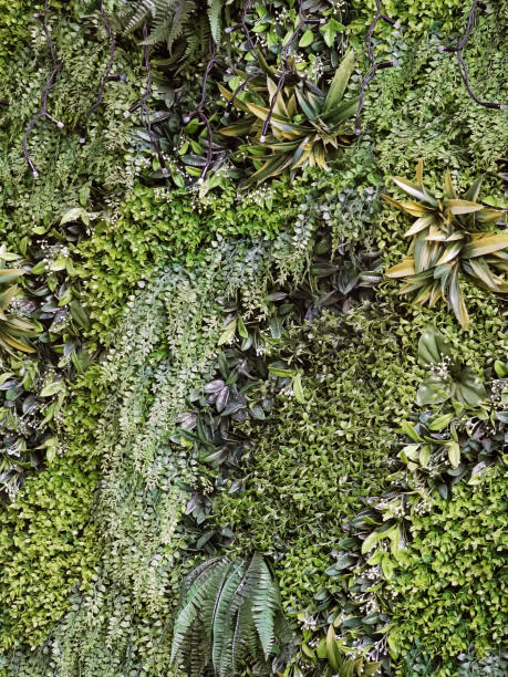istock Green various creeper fern lush plants on the wall. Nature environment 1187008168