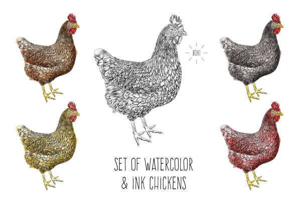 set von hühnern vektor illustration in aquarell und tinte - rhode island red huhn stock-grafiken, -clipart, -cartoons und -symbole