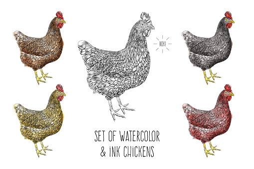 Set of Chickens Vector Illustration in Watercolor and Ink - Fully Editable