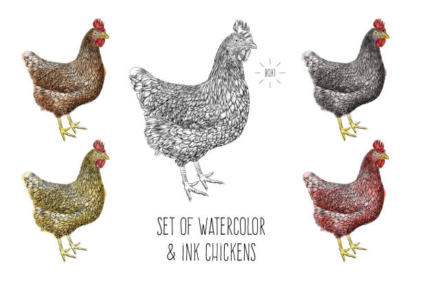 Set of Chickens Vector Illustration in Watercolor and Ink Set of Chickens Vector Illustration in Watercolor and Ink - Fully Editable rhode island red chicken stock illustrations