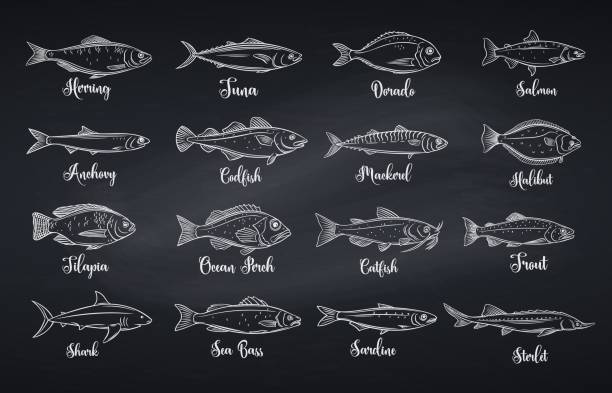 illustrations, cliparts, dessins animés et icônes de définir des poissons vecteurs - tilapia