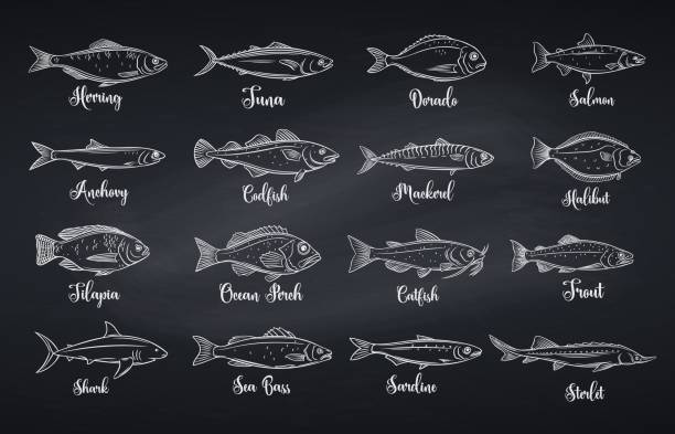 Set vector fish Outline fish. Engraved seafood with bream, mackerel, tuna or sterlet, catfish, codfish and halibut. Linear icon tilapia, ocean perch, sardine, anchovy, sea bass and dorado. Chalkboard style, vector illustration fish illustrations stock illustrations