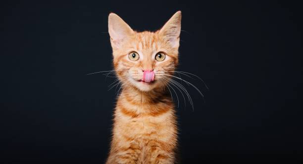 istock Portrait of a beautiful little kitten 1187011948