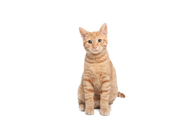 istock Portrait of a beautiful little kitten 1187011954