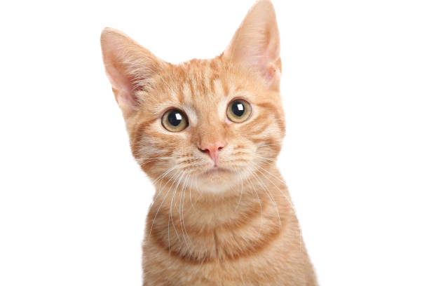 istock Portrait of a beautiful little kitten 1187011989