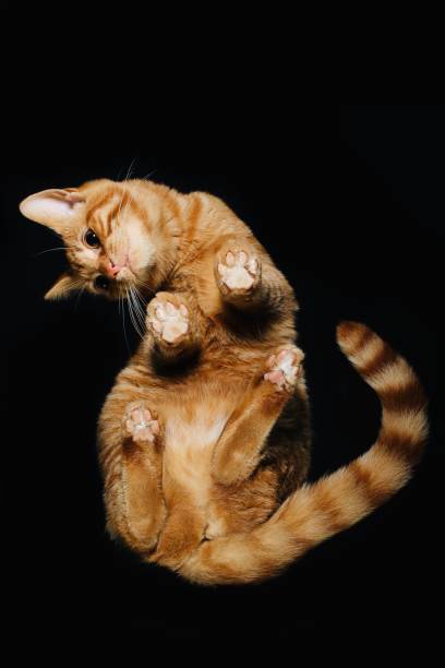istock Portrait of a beautiful little kitten 1187012000