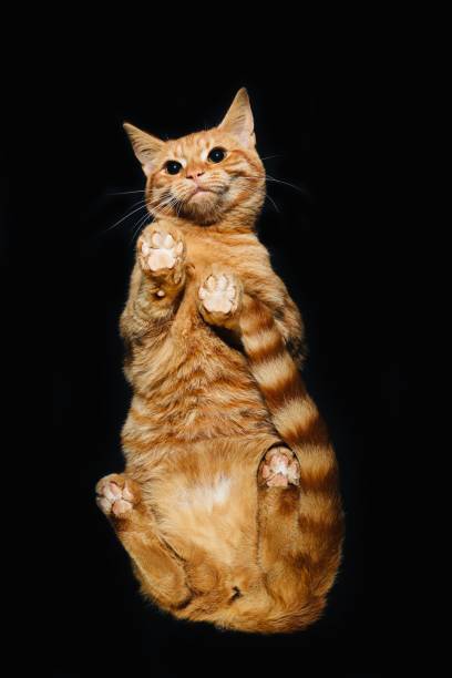istock Portrait of a beautiful little kitten 1187012009