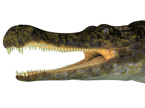 Sarcosuchus was a carnivorous aquatic crocodile that lived in Africa during the Cretaceous Period.