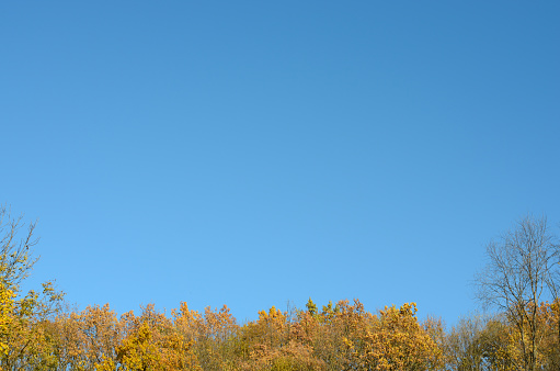 Autumn rusty tree background agains blue sky .
