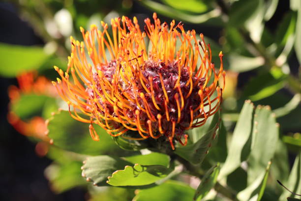 istock Kirstenbosch National Botanical Garden 1187015399