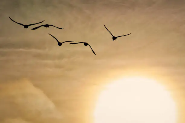 Flying Snowgeese in silhouette against the sun.