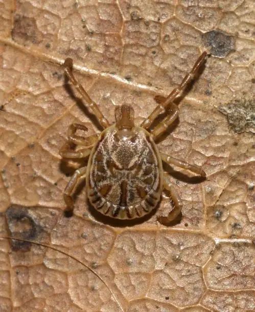 Photo of Cayenne tick Amblyomma cajennense
