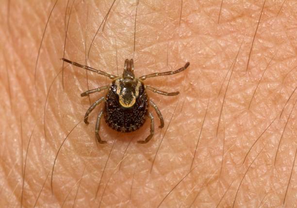 cayenne tick amblyomma cajennense - ectoparasite imagens e fotografias de stock