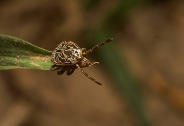 zecca di cayenne amblyomma cajennense - ectoparasite foto e immagini stock