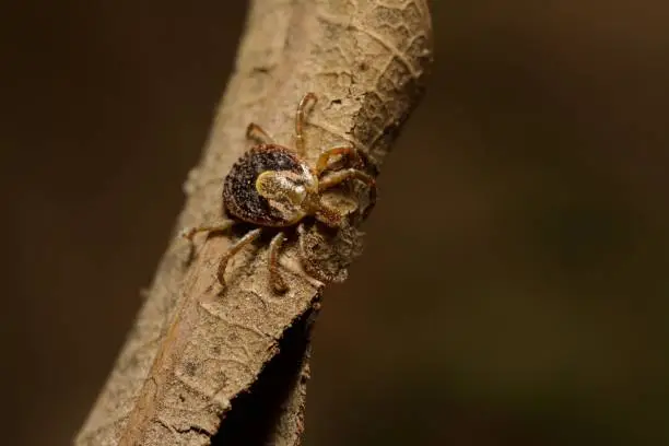 Photo of Cayenne tick Amblyomma cajennense