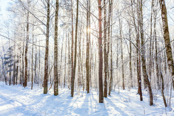 istock Frosty trees in snowy forest, cold weather in sunny morning 1187016931
