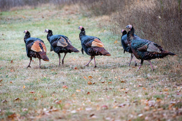 istock Eastern wild turkeys with a couple red phase in Wisconsin 1187016932