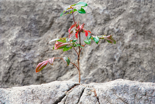 Young plant grows in stone. Thirst for life concept.