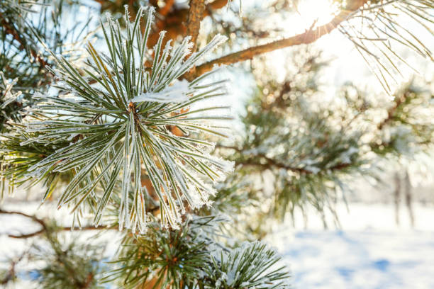istock Frosty pine tree branch in snowy forest, cold weather in sunny morning 1187017590