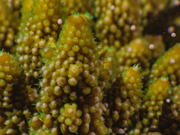 istock Acropora coral spawning on Magnetic Island 1187018639