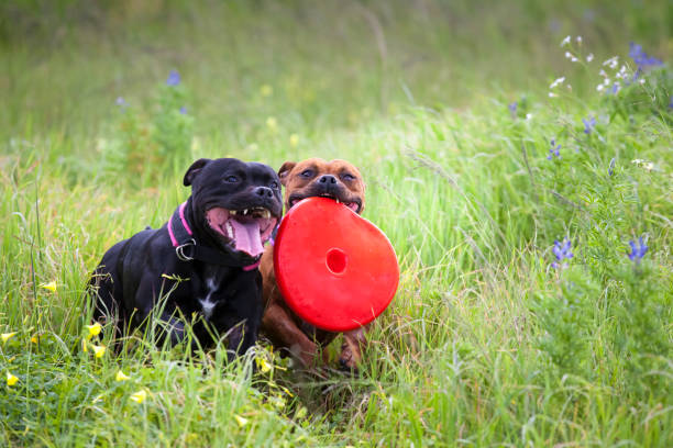 istock A pair of Staffordshire Bull Terriers playing. 1187018678