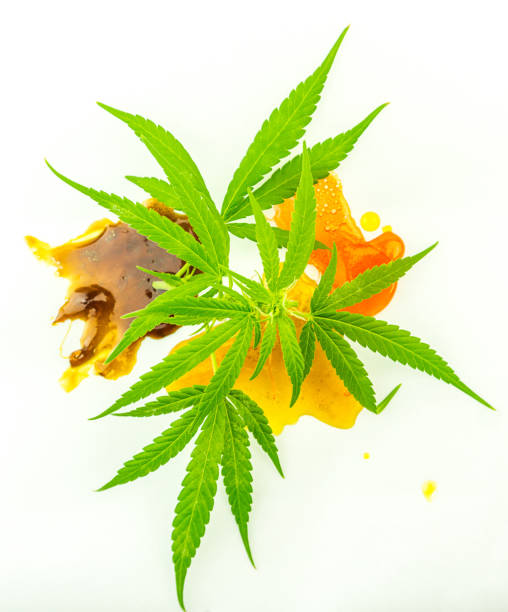 istock Various Cannabis CBD and THC Shatter rosin extracts with Hemp flowers and leaves 1187019480