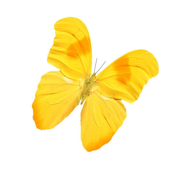 istock beautiful tropical yellow butterfly 1187019508