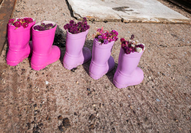 Pink and purple flowers sprout from rainboots recycled as planters on the pier at St. Monan's village, Kingdom of Fife, Scotland, UK
