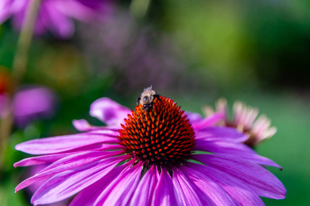 Echinacea flower, Cone-flowers with bees  on.