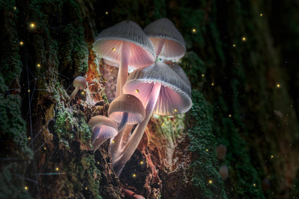 istock Glowing violet mushrooms on bark in dark forest with fireflies 1187024949