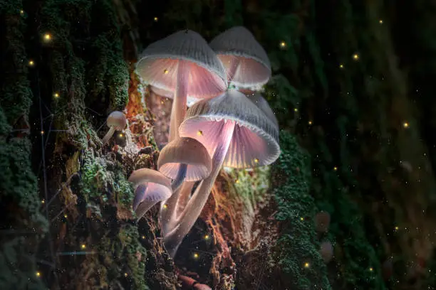 Photo of Glowing violet mushrooms on bark in dark forest with fireflies