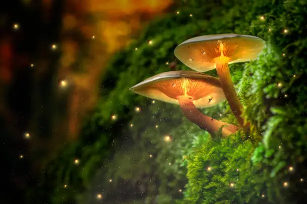 Photo of Glowing mushrooms on moss and fireflies in forest at dusk