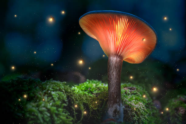 Glowing orange mushrooms on moss in dark forest with fireflies