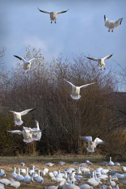 Snowgeese land in a field to rest and feed.