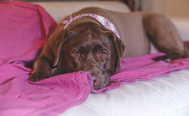 istock close up boring face brown Labrador dog,lying on couch and looking at camera 1187028448