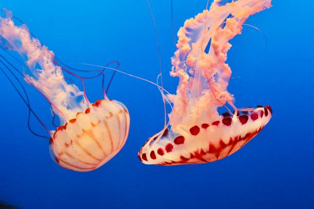 istock Teo red white jellyfishes in blue water 1187029480