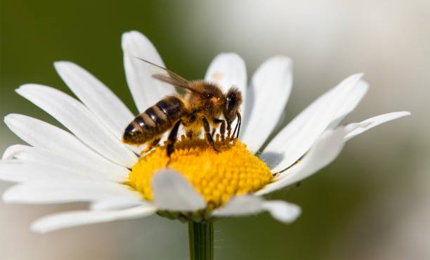 istock bee or honeybee on white flower of common  daisy 1187030465