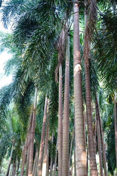 istock Tropical palm tree in garden 1187030567