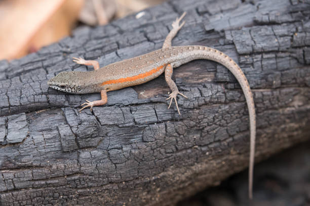 istock Orange-flanked Rainbow Skink 1187030795