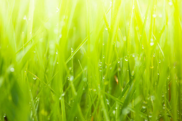 Morning dew on green grass