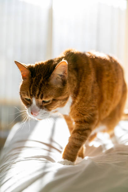 istock Cat standing on bed in sunlight 1187031858