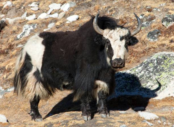 istock Black and white Yak on the way to Everest base camp 1187032825