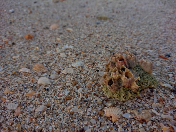 istock Sand shell Beach good day sea 1187036084