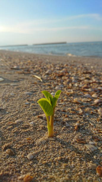 istock Young Plant growup in Shells Beach 1187036116